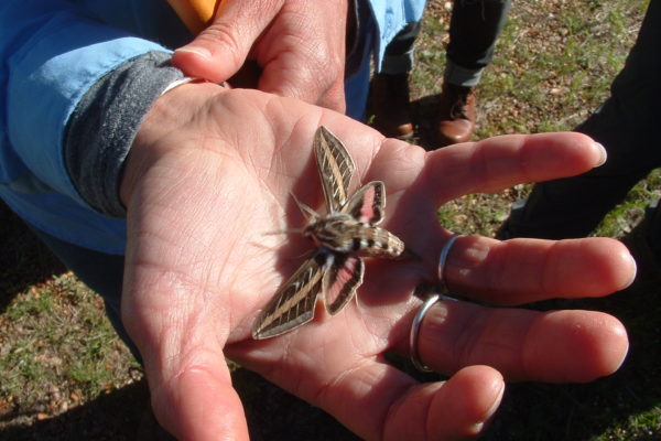 sphinx moth at Spicewood Ranch 14 Apr 2019 DSCF0001